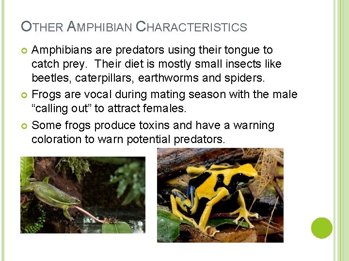 OTHER AMPHIBIAN CHARACTERISTICS Amphibians are predators using their tongue to catch prey. Their diet