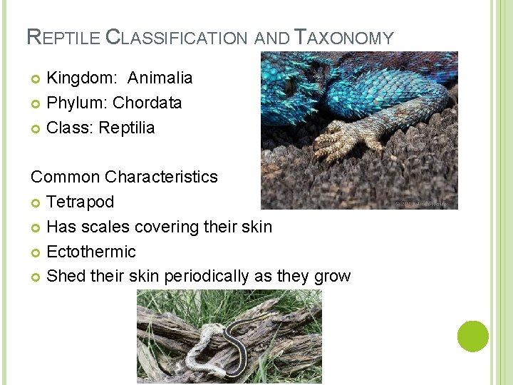 REPTILE CLASSIFICATION AND TAXONOMY Kingdom: Animalia Phylum: Chordata Class: Reptilia Common Characteristics Tetrapod Has