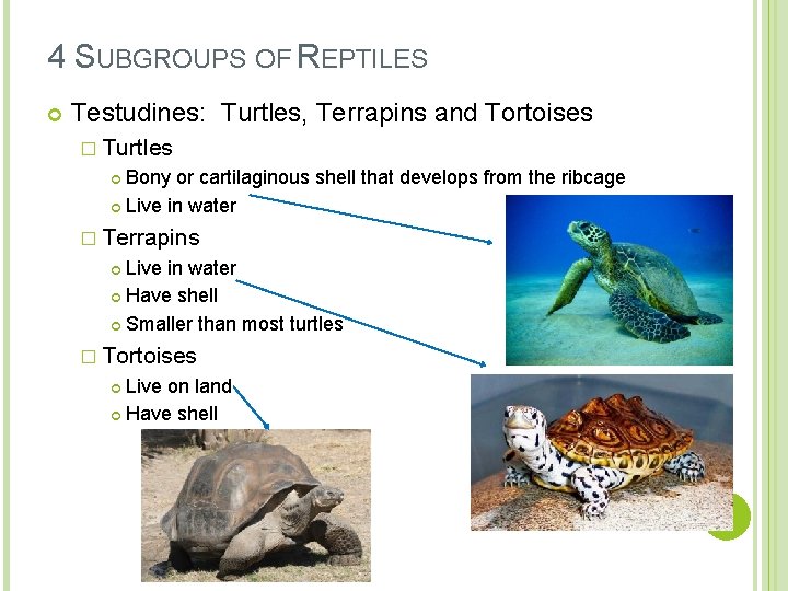 4 SUBGROUPS OF REPTILES Testudines: Turtles, Terrapins and Tortoises � Turtles Bony or cartilaginous