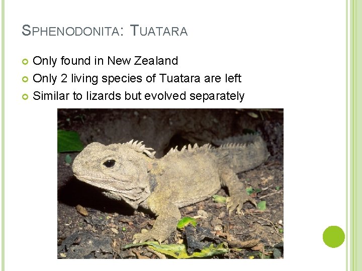 SPHENODONITA: TUATARA Only found in New Zealand Only 2 living species of Tuatara are