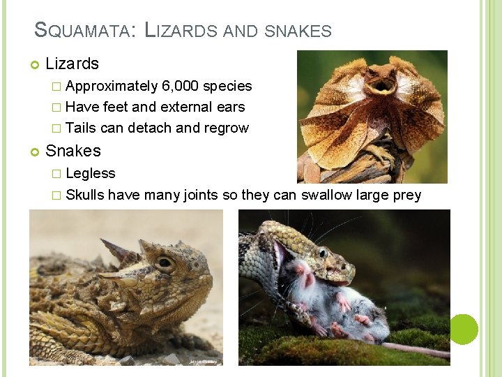 SQUAMATA: LIZARDS AND SNAKES Lizards � Approximately 6, 000 species � Have feet and