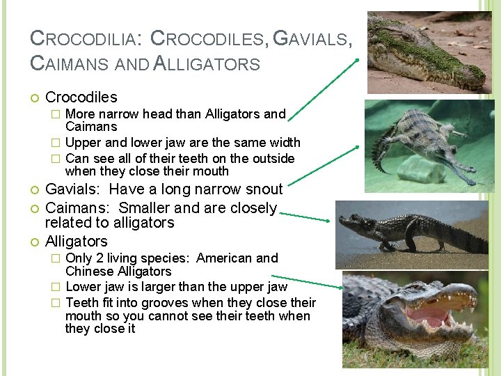 CROCODILIA: CROCODILES, GAVIALS, CAIMANS AND ALLIGATORS Crocodiles More narrow head than Alligators and Caimans