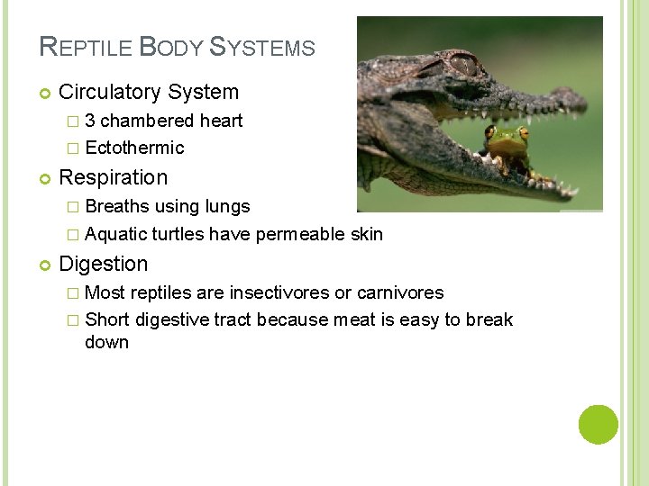 REPTILE BODY SYSTEMS Circulatory System � 3 chambered heart � Ectothermic Respiration � Breaths