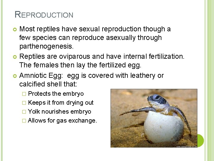 REPRODUCTION Most reptiles have sexual reproduction though a few species can reproduce asexually through