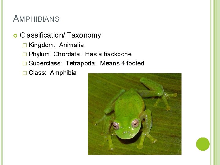 AMPHIBIANS Classification/ Taxonomy � Kingdom: Animalia � Phylum: Chordata: Has a backbone � Superclass: