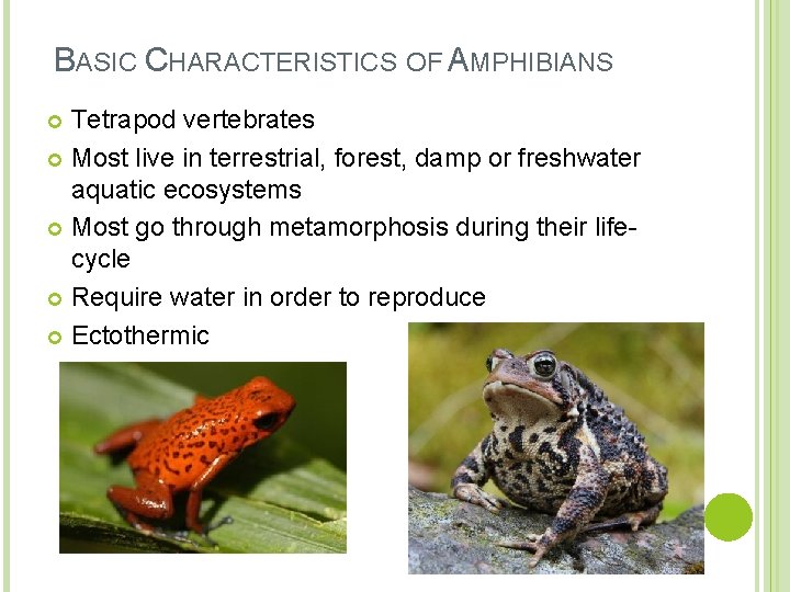 BASIC CHARACTERISTICS OF AMPHIBIANS Tetrapod vertebrates Most live in terrestrial, forest, damp or freshwater