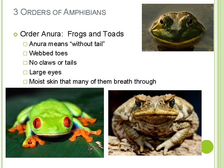3 ORDERS OF AMPHIBIANS Order Anura: Frogs and Toads � Anura means “without tail”