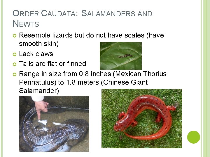 ORDER CAUDATA: SALAMANDERS AND NEWTS Resemble lizards but do not have scales (have smooth