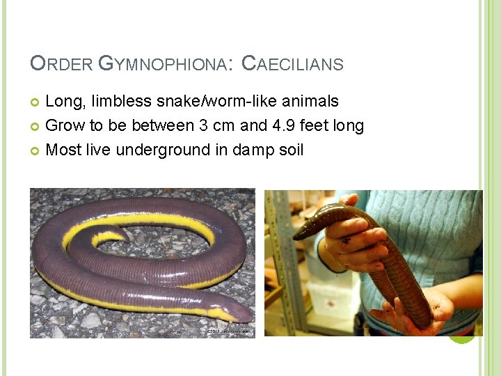 ORDER GYMNOPHIONA: CAECILIANS Long, limbless snake/worm-like animals Grow to be between 3 cm and