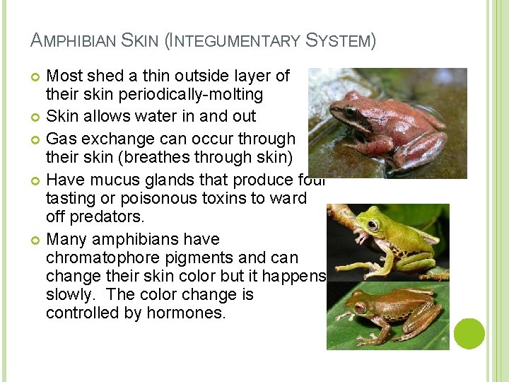 AMPHIBIAN SKIN (INTEGUMENTARY SYSTEM) Most shed a thin outside layer of their skin periodically-molting