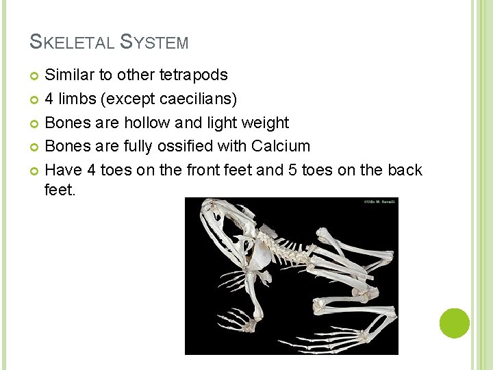 SKELETAL SYSTEM Similar to other tetrapods 4 limbs (except caecilians) Bones are hollow and