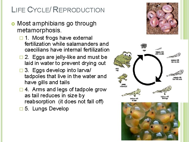 LIFE CYCLE/ REPRODUCTION Most amphibians go through metamorphosis. � 1. Most frogs have external