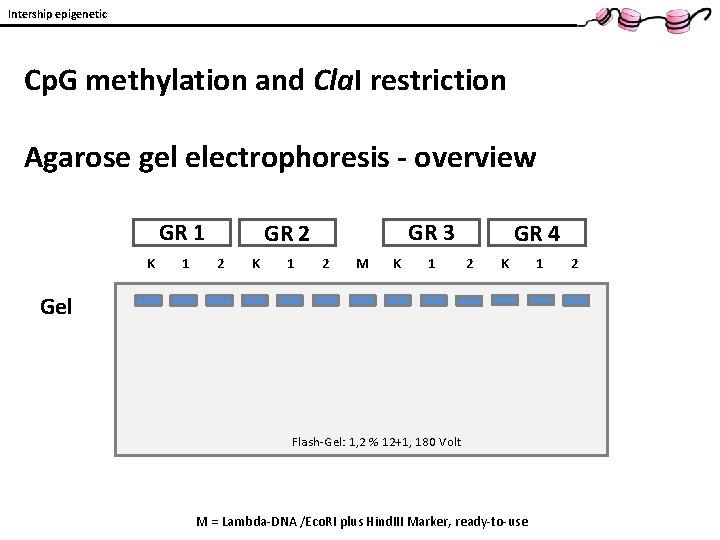 Intership epigenetic Cp. G methylation and Cla. I restriction Agarose gel electrophoresis - overview