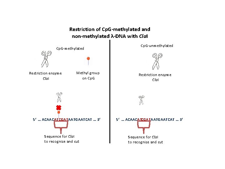 Restriction of Cp. G-methylated and non-methylated λ-DNA with Cla. I Cp. G-methylated Restriction enzyme