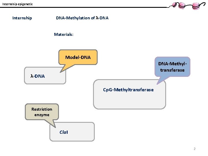 Internship epigenetic Internship DNA-Methylation of λ-DNA Materials: Model-DNA DNA-Methyltransferase λ-DNA Cp. G-Methyltransferase Restriction enzyme