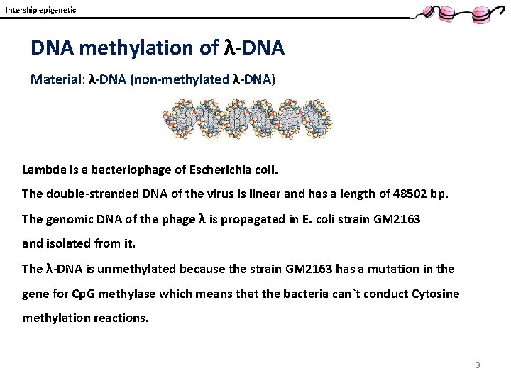 Intership epigenetic DNA methylation of λ-DNA Material: λ-DNA (non-methylated λ-DNA) Lambda is a bacteriophage