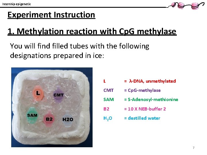 Intership epigenetic Experiment Instruction 1. Methylation reaction with Cp. G methylase You will find