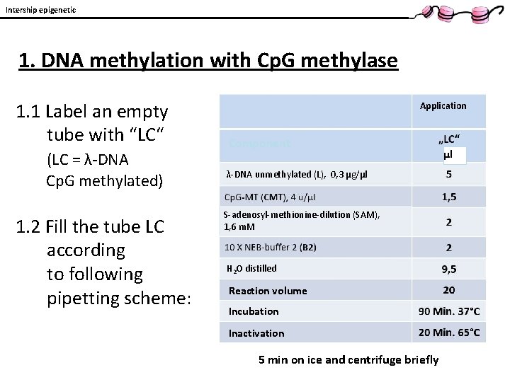Intership epigenetic 1. DNA methylation with Cp. G methylase 1. 1 Label an empty