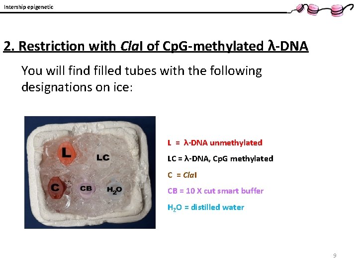 Intership epigenetic 2. Restriction with Cla. I of Cp. G-methylated λ-DNA You will find