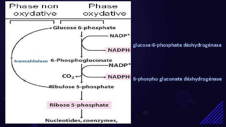 glucose-6 -phosphate déshydrogénase 6 -phospho gluconate déshydrogénase 