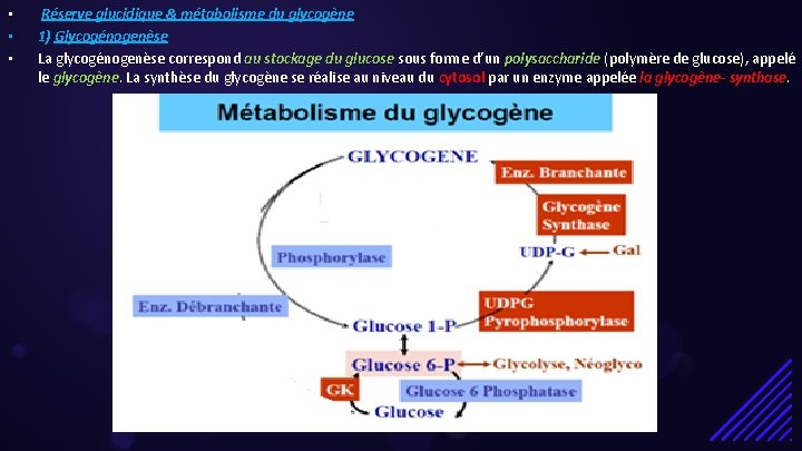  • • • Réserve glucidique & métabolisme du glycogène 1) Glycogénogenèse La glycogénogenèse