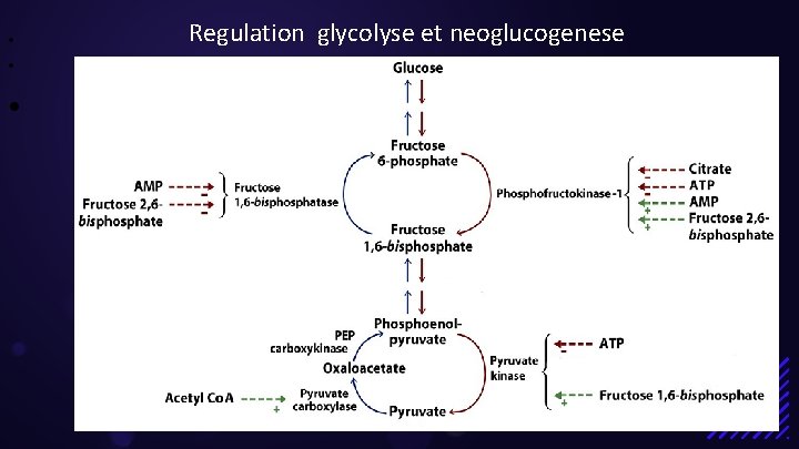  • • • Regulation glycolyse et neoglucogenese 