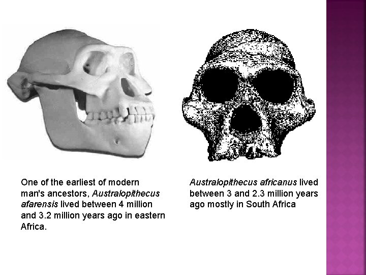 One of the earliest of modern man's ancestors, Australopithecus afarensis lived between 4 million