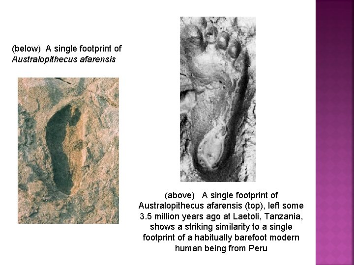 (below) A single footprint of Australopithecus afarensis (above) A single footprint of Australopithecus afarensis