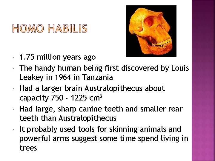  1. 75 million years ago The handy human being first discovered by Louis