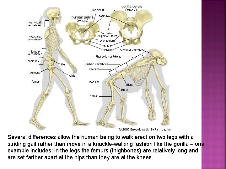 Several differences allow the human being to walk erect on two legs with a