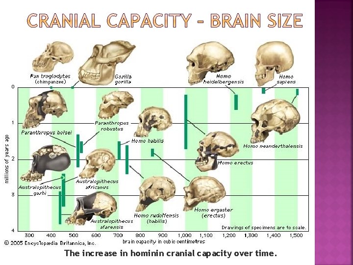 The increase in hominin cranial capacity over time. 