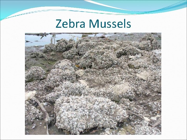 Zebra Mussels 