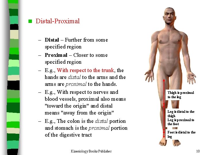 n Distal-Proximal – Distal – Further from some specified region – Proximal – Closer