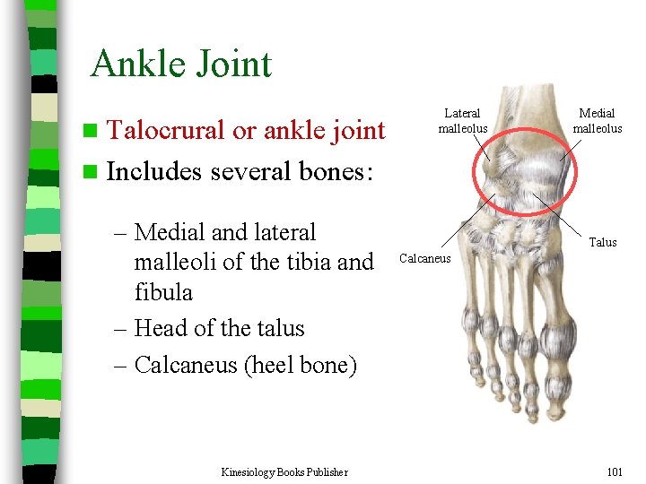 Ankle Joint n Talocrural or ankle joint n Includes several bones: – Medial and