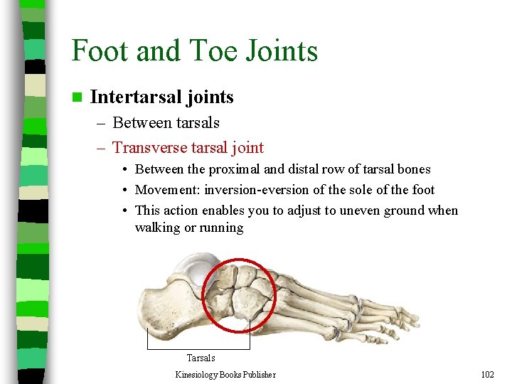 Foot and Toe Joints n Intertarsal joints – Between tarsals – Transverse tarsal joint