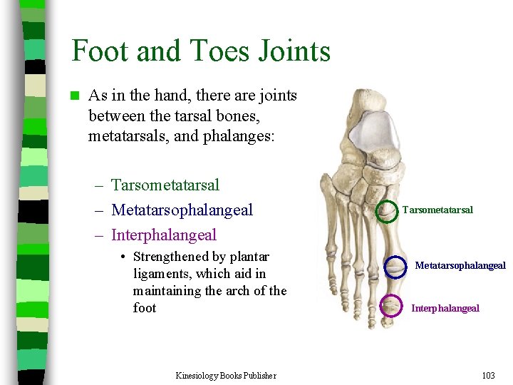 Foot and Toes Joints n As in the hand, there are joints between the