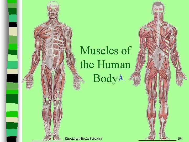 Muscles of the Human Body Kinesiology Books Publisher 104 
