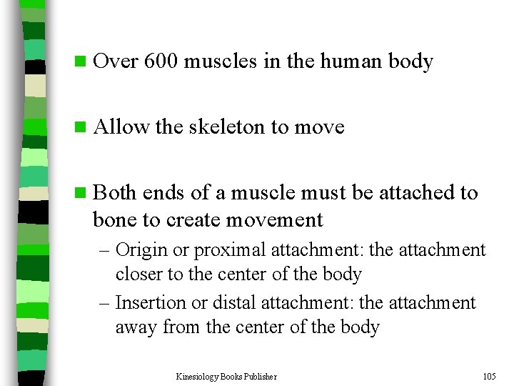 n Over 600 muscles in the human body n Allow the skeleton to move