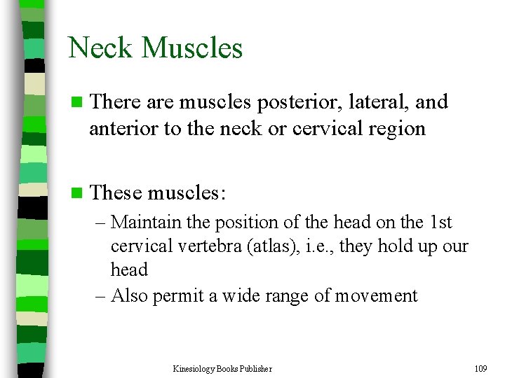 Neck Muscles n There are muscles posterior, lateral, and anterior to the neck or