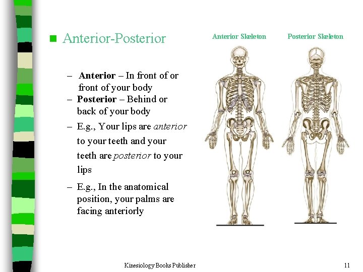 n Anterior-Posterior Anterior Skeleton Posterior Skeleton – Anterior – In front of or front