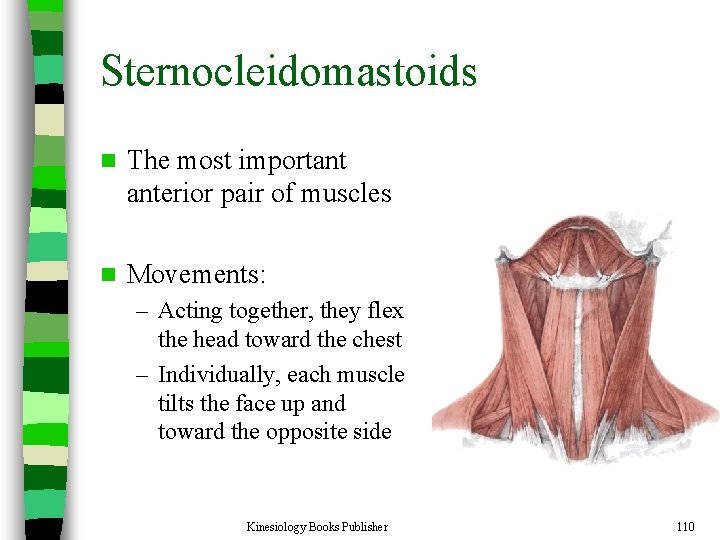 Sternocleidomastoids n The most important anterior pair of muscles n Movements: – Acting together,