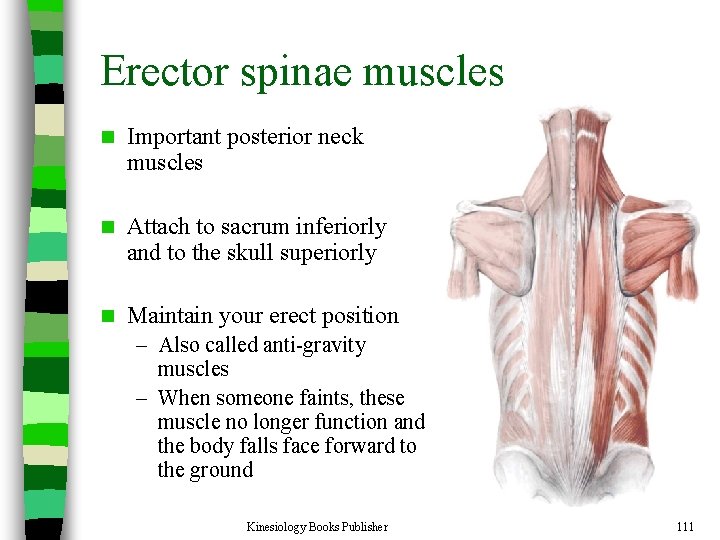 Erector spinae muscles n Important posterior neck muscles n Attach to sacrum inferiorly and