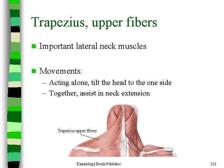 Trapezius, upper fibers n Important lateral neck muscles n Movements: – Acting alone, tilt