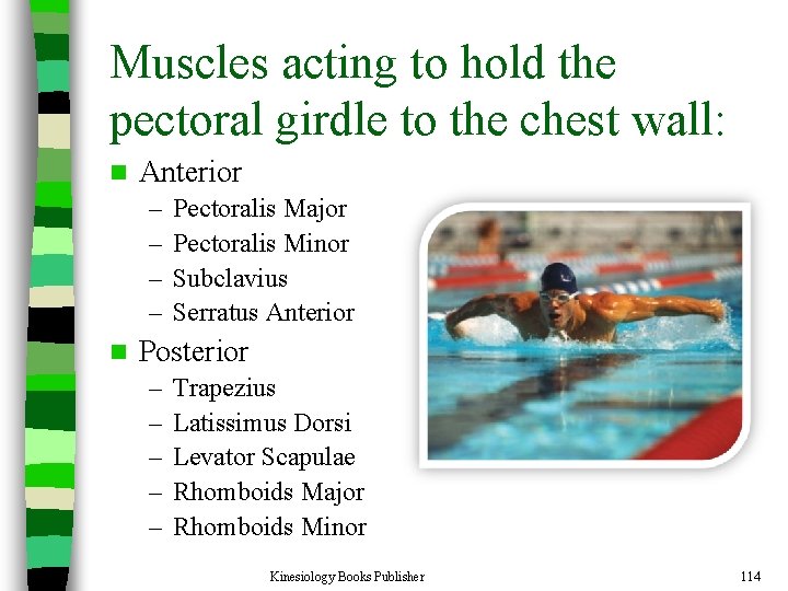 Muscles acting to hold the pectoral girdle to the chest wall: n Anterior –