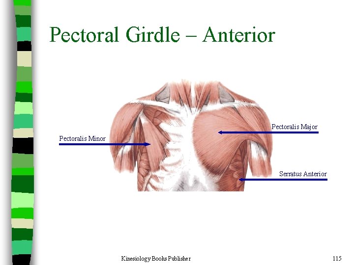 Pectoral Girdle – Anterior Pectoralis Major Pectoralis Minor Serratus Anterior Kinesiology Books Publisher 115