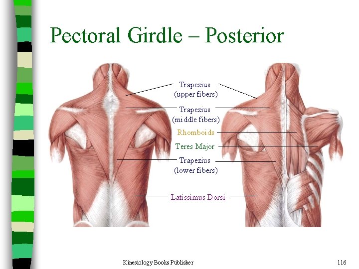 Pectoral Girdle – Posterior Trapezius (upper fibers) Trapezius (middle fibers) Rhomboids Teres Major Trapezius
