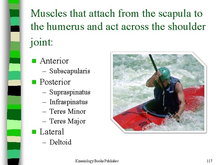 Muscles that attach from the scapula to the humerus and act across the shoulder