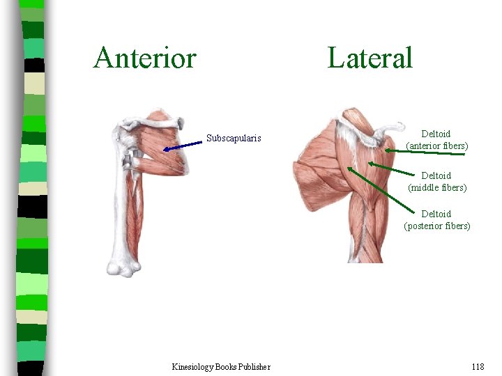 Anterior Lateral Subscapularis Deltoid (anterior fibers) Deltoid (middle fibers) Deltoid (posterior fibers) Kinesiology Books
