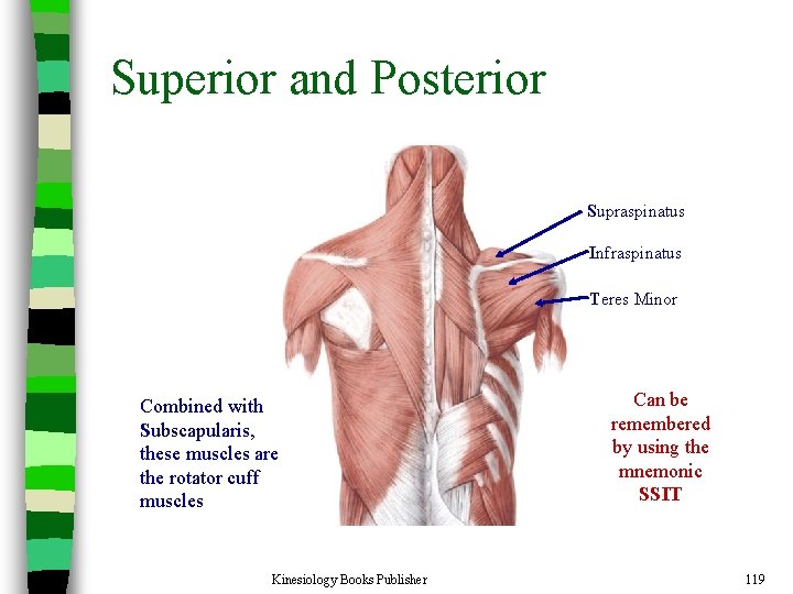 Superior and Posterior Supraspinatus Infraspinatus Teres Minor Combined with Subscapularis, these muscles are the