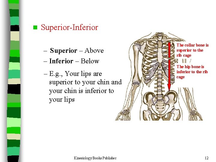 n Superior-Inferior – Superior – Above – Inferior – Below – E. g. ,